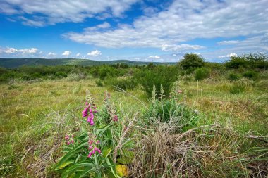 Almanya 'daki Nationalpark Eyfel' deki manzara manzarası. Önplanda yüksükotu çiçekleri bulutlu mavi gökyüzüne karşı.