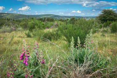 Almanya 'daki Nationalpark Eyfel' deki manzara manzarası. Önplanda yüksükotu çiçekleri bulutlu mavi gökyüzüne karşı.