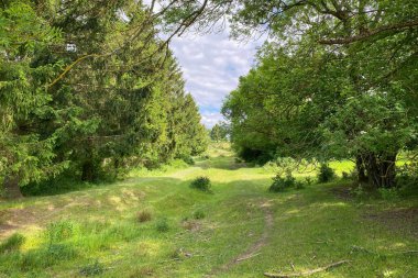 Yazın ormanlık alanda açık alan var.