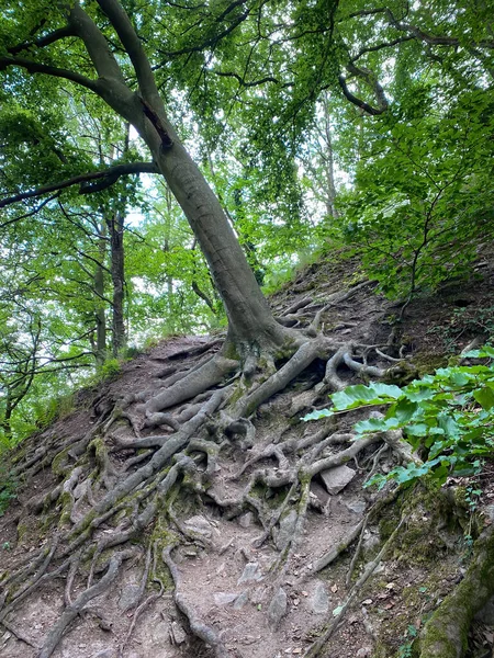 Beech Tree Growing Side Hiking Trail Siebengebirge Mountain Range Germany — стоковое фото