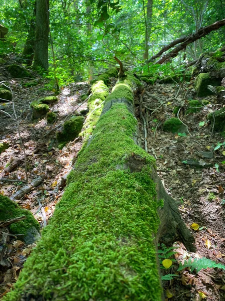 Low Angle View Fallen Tree Trunk Covered Moss — Fotografia de Stock
