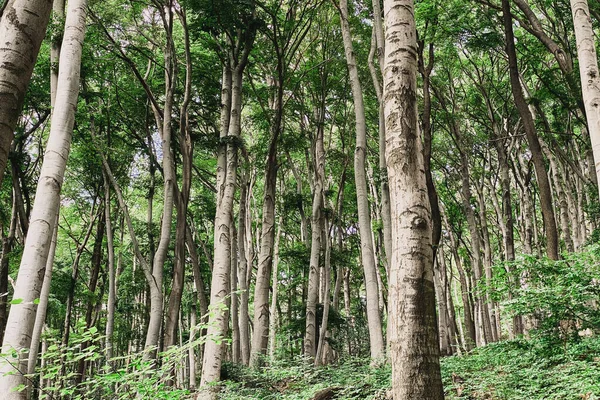 Low Angle View Beautiful Beech Forest Siebengebirge Mountain Range Germany — стоковое фото