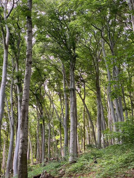 Низкий Угол Обзора Красивых Буковых Лесов Горах Зибенгебирге Летом Германии — стоковое фото