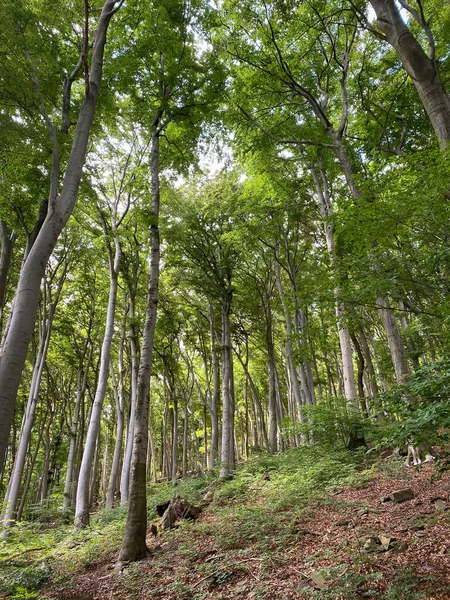 Almanya 'nın Siebengebirge dağlarındaki güzel kayın ormanlarının alçak açılı manzarası.