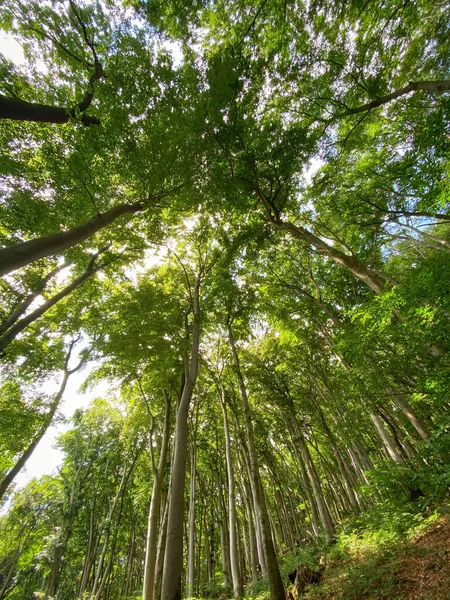Вид Низкого Угла Верхушки Деревьев Красивом Буковом Лесу Горном Массиве — стоковое фото