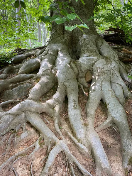 Thick Roots Beech Tree Hiking Trail Forest Germany — стоковое фото