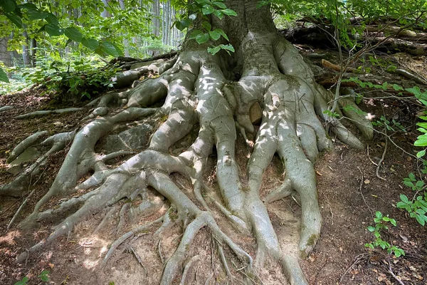 Thick Roots Beech Tree Hiking Trail Forest Germany —  Fotos de Stock