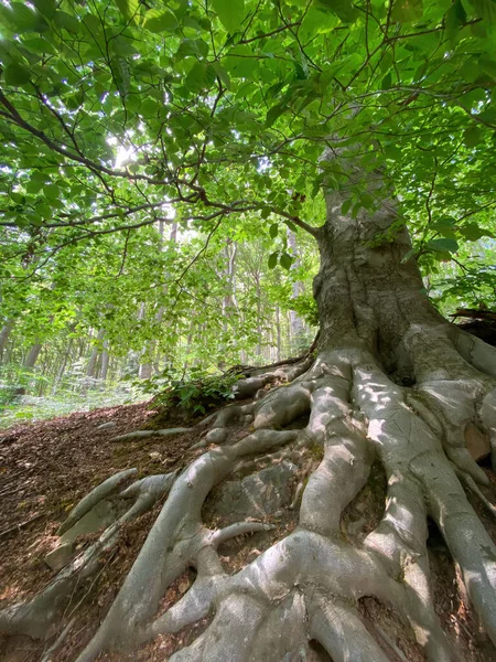 Thick Roots Beech Tree Hiking Trail Forest Germany — стоковое фото