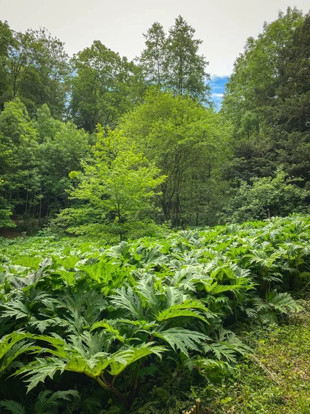 Big Leafs Many Heracleum Plants May Clearing — стоковое фото