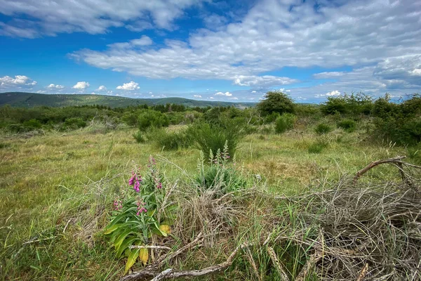 Almanya 'daki Nationalpark Eyfel' deki manzara manzarası. Önplanda yüksükotu çiçekleri bulutlu mavi gökyüzüne karşı.