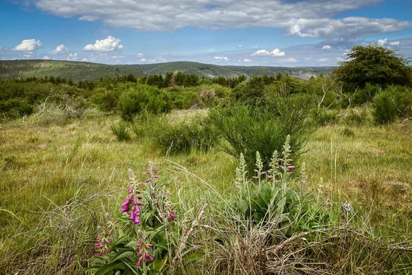 Almanya 'daki Nationalpark Eyfel' deki manzara manzarası. Önplanda yüksükotu çiçekleri bulutlu mavi gökyüzüne karşı.