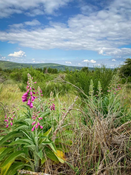 Naturskön Utsikt Över Landskapet Nationalpark Eifel Tyskland Med Foxhandskar Blommor — Stockfoto