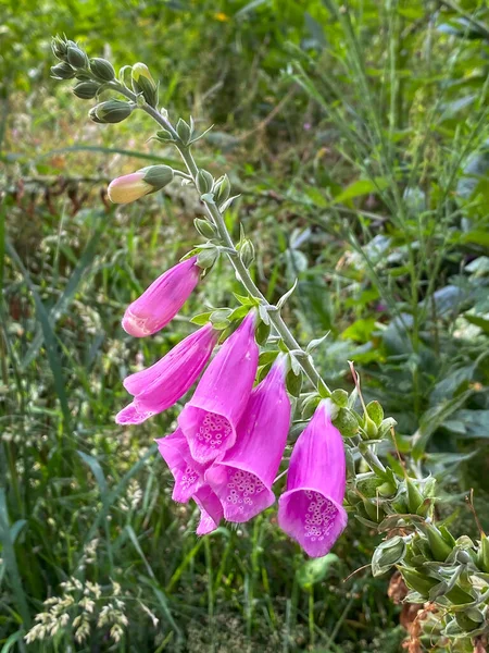 Floração Digitalis Purpurea Foxglove Flor Planta Uma Floresta Alemanha — Fotografia de Stock