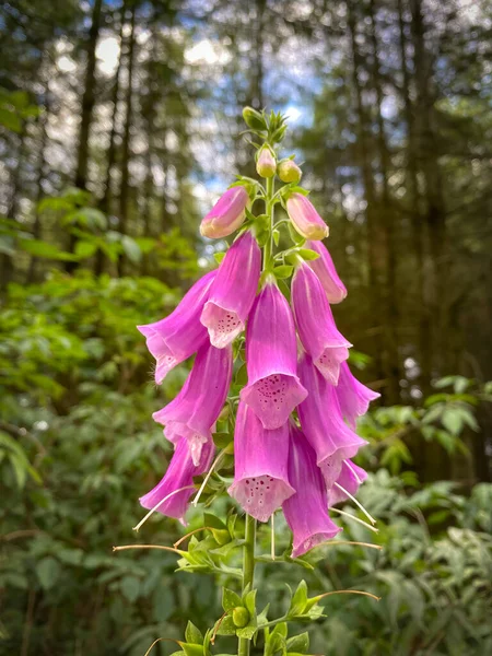 Цвітіння Фіалки Лісі Німеччина — стокове фото