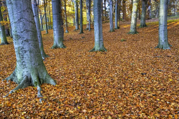Forêt en automne . — Photo