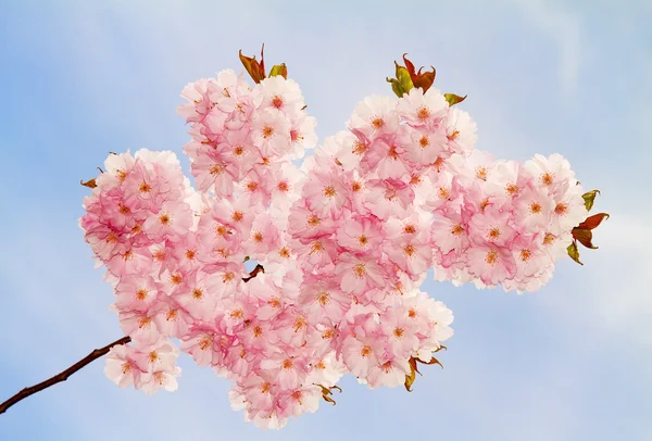 Härlig cherry-blommor på våren. — Stockfoto