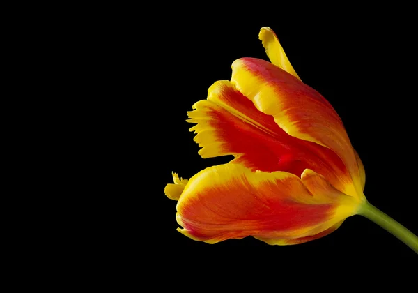 Tulipán. Tulipa. — Stock Fotó