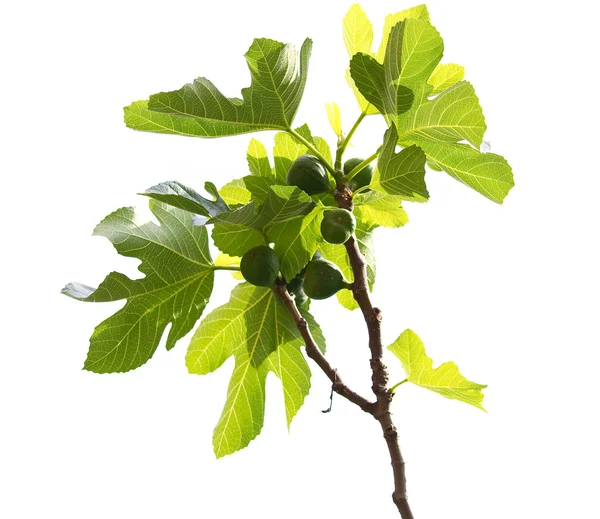 Un higo común. Ficus carica . — Foto de Stock