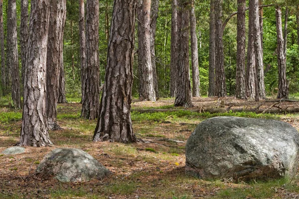 Foresta — Foto Stock