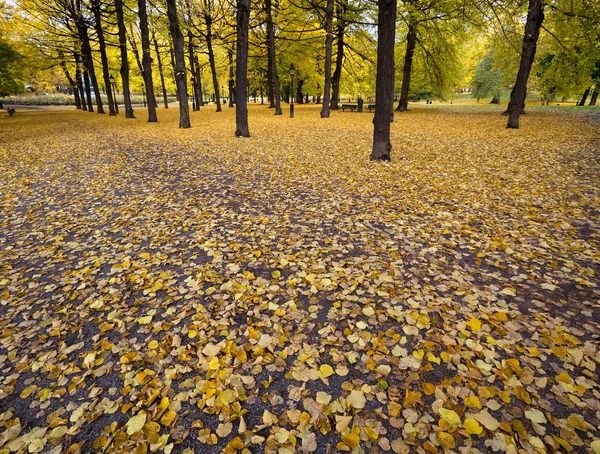 Terreno coperto di foglie gialle in autunno . — Foto Stock