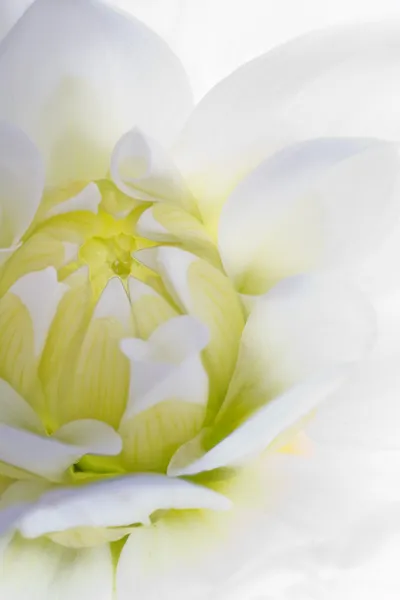 White beautiful Dahlia flower. — Stock Photo, Image
