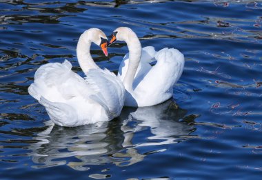 Lovely white swan couple on blue water. clipart