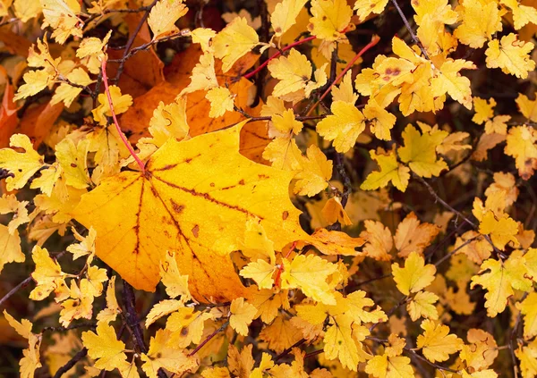 Yellow leaves. — Stock Photo, Image