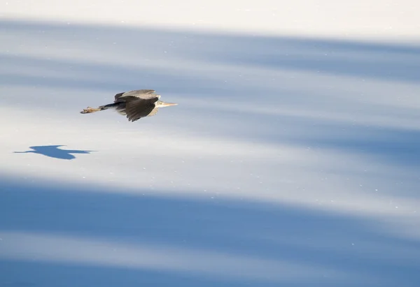 Airone grigio Ardea cinerea in volo in inverno . — Foto Stock