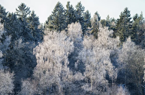 Winterwald. — Stockfoto