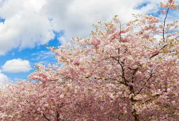 Fioritura alberi di ciliegio giapponesi. Prunus serrulata . — Foto Stock