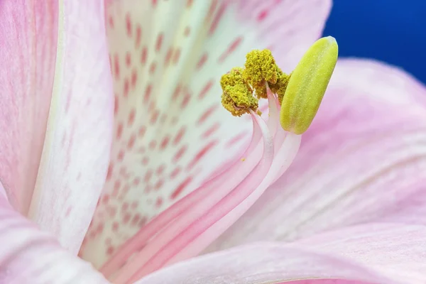 Alstroemeria, close-up. — Stock Photo, Image
