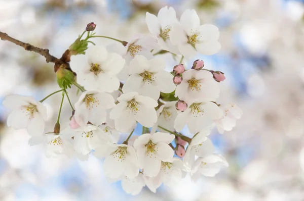 Fleurs de cerisier délicates blanches au printemps . — Photo