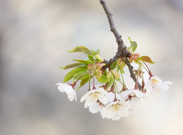 Flores blancas en una primavera de cerezo . — Foto de Stock