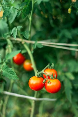Bahçedeki organik domateslere yakın çekim