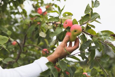 Elma ağacından elma toplayan erkeklerin yakın çekimi.