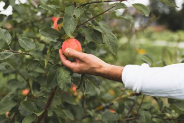 Erkeklerin ellerinin, elma ağacından kırmızı bir elma koparırkenki yakın çekimi.
