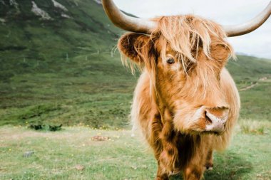 İskoçya İskoç İneği Skye Adası 'nda yeşil bir alanda