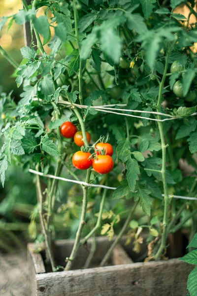 Primo Piano Dei Pomodori Biologici Giardino — Foto Stock