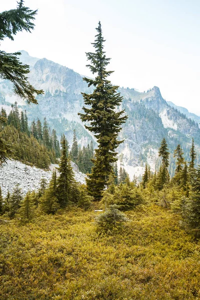 Albero Che Cresce Prato Alpino Con Sfondo Drammatico — Foto Stock