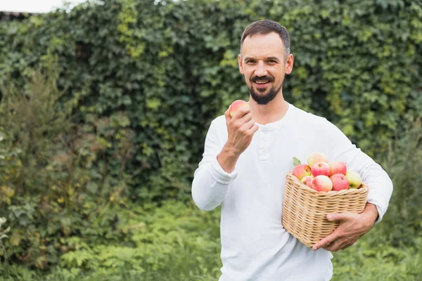 Yetişkin bir adam hasat zamanı elma tadıyor.