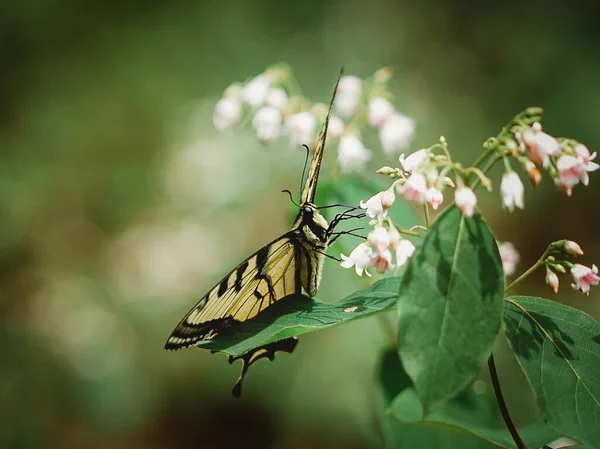 Primer Plano Swallowtail Mariposa Consiguiendo Néctar Una Flor — Foto de Stock