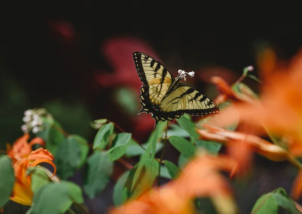 靠近燕尾蝶 从花朵中获取花蜜 — 图库照片