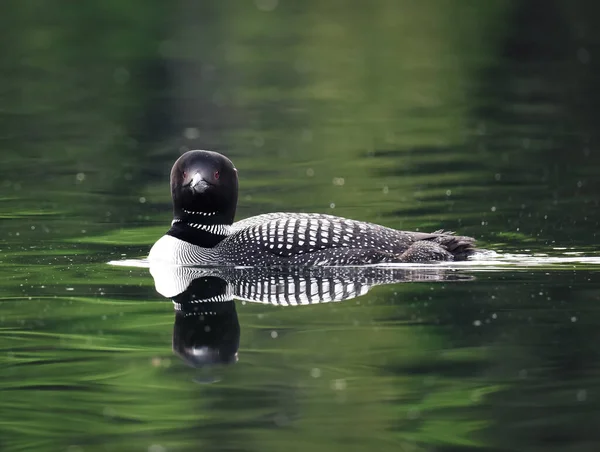 Gros Plan Oiseau Huard Nageant Sur Lac Calme Canada — Photo