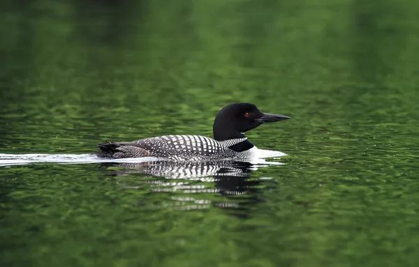 Primer Plano Pájaro Lomo Común Nadando Lago Tranquilo Canadá —  Fotos de Stock