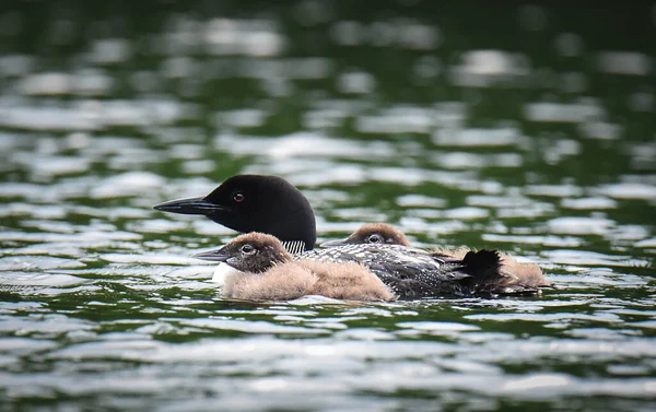 Gros Plan Oiseau Plongeur Bébés Nageant Sur Lac — Photo