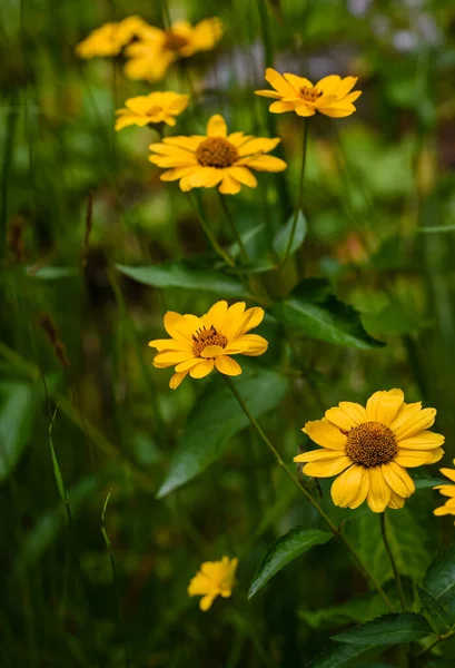 Muchas Flores Rudbeckia Amarillas Sobre Fondo Verde — Foto de Stock