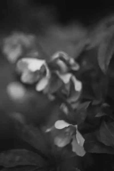 Black and white hellebore flower vintage feel