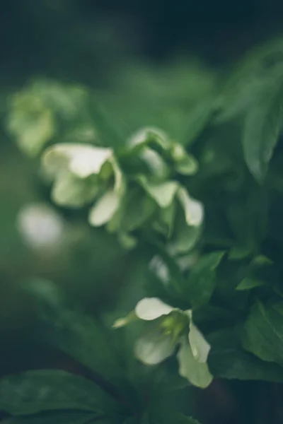 Flores Hellebore Blancas Con Toque Vintage — Foto de Stock