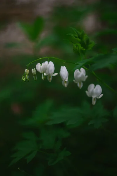 Close White Bleeding Heart Flowers Jardim Campo — Fotografia de Stock