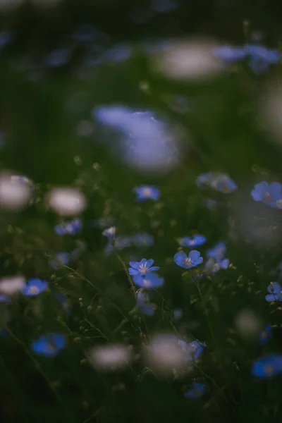 Blauwe Witte Wilde Bloemen Groeien Een Landelijke Tuin — Stockfoto